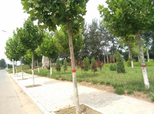 博野公园旅行图片 1