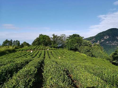 蒙顶山老川茶观光园旅行图片 3