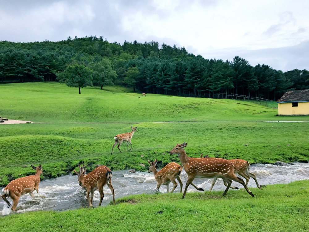 飞泷金山鹿苑景点图片