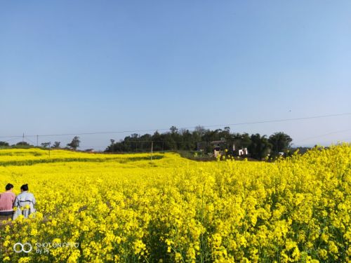 青峰镇油菜花基地旅行图片 3