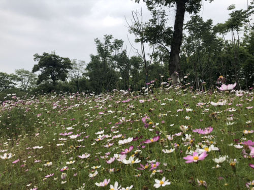 界集镇生态文化公园旅行图片 2