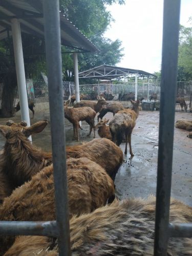 金鹿园旅行图片 3