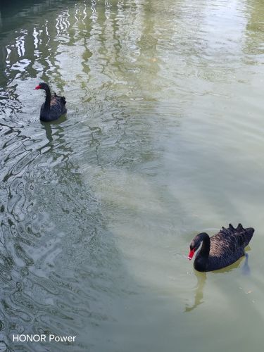 溱湖国家湿地公园-水禽科普长廊
