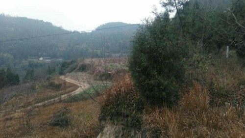 魏家观二社旅行图片 1