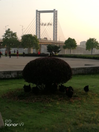南华广场旅行图片 2