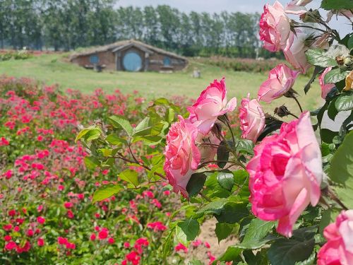 阅湖公社·玫瑰花海景区