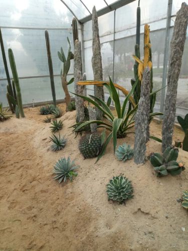 南京多肉植物园旅行图片 1