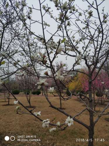 东营傅家遗址旅行图片 2