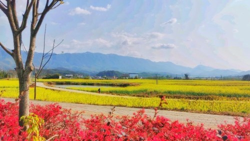十大最美油菜花观赏地(杨村镇)旅行图片 1