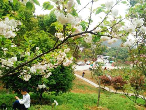 东方新绿洲北塔生态园旅行图片 2