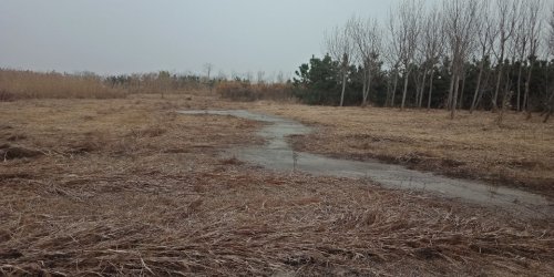 桑沟湾湿地公园旅行图片 2