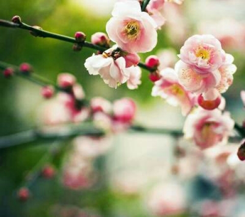 桃花谷旅行图片 1