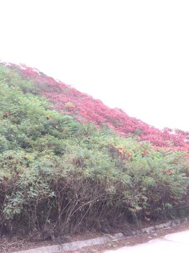 新城森林公园旅行图片 1