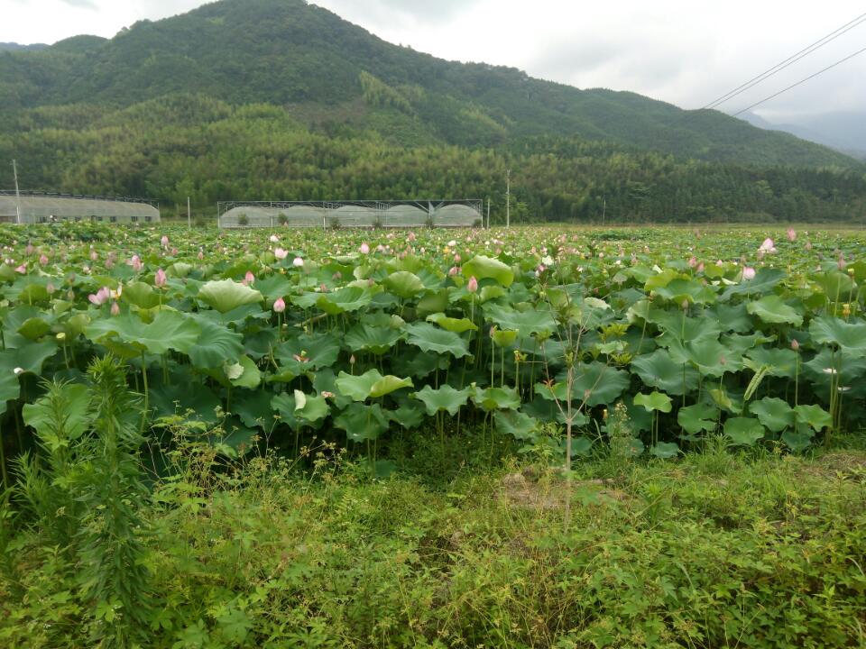 王台黄氏宗祠实景照片