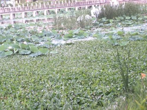 善爱园旅行图片 3