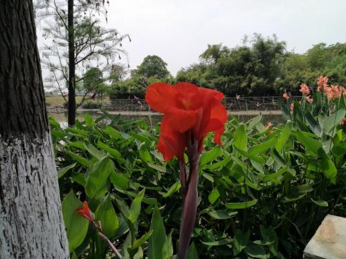 陈村公园旅行图片 3