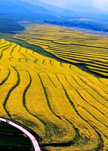 八里村油菜花