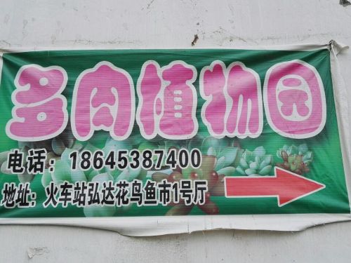 鸿阳多肉植物园旅行图片 3