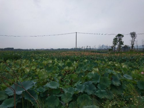 荷美人间旅行图片 2