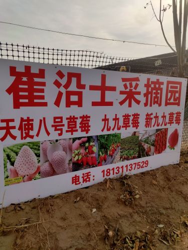 崔沿士采摘园