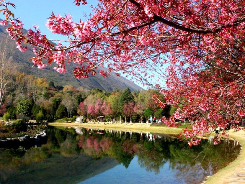 蝴蝶泉景点图片