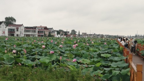 荷塘月色广场旅行图片 3