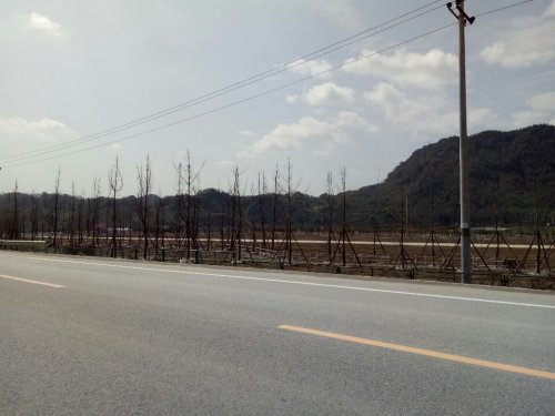 通济温泉花海景区旅行图片 3