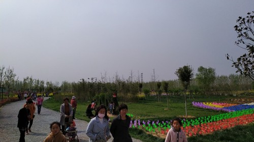 黄河湿地鸟类国家级自然保护区旅行图片 3