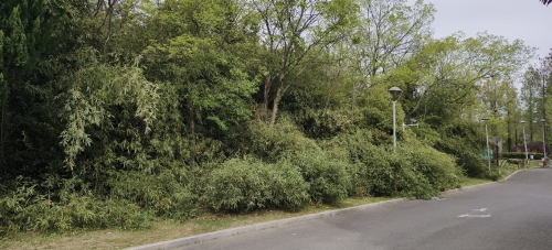 蚌埠龙子湖公园-竹林