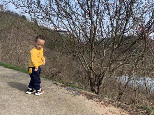 百万花海旅行图片 3
