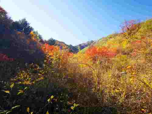 河北井陉藏龙山国家连翘公园旅行图片 3