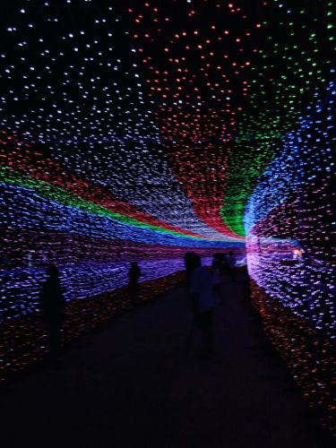 滕州市锦天牡丹园旅行图片 1