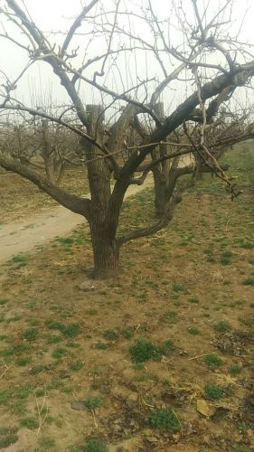 程家庄村委会广场旅行图片