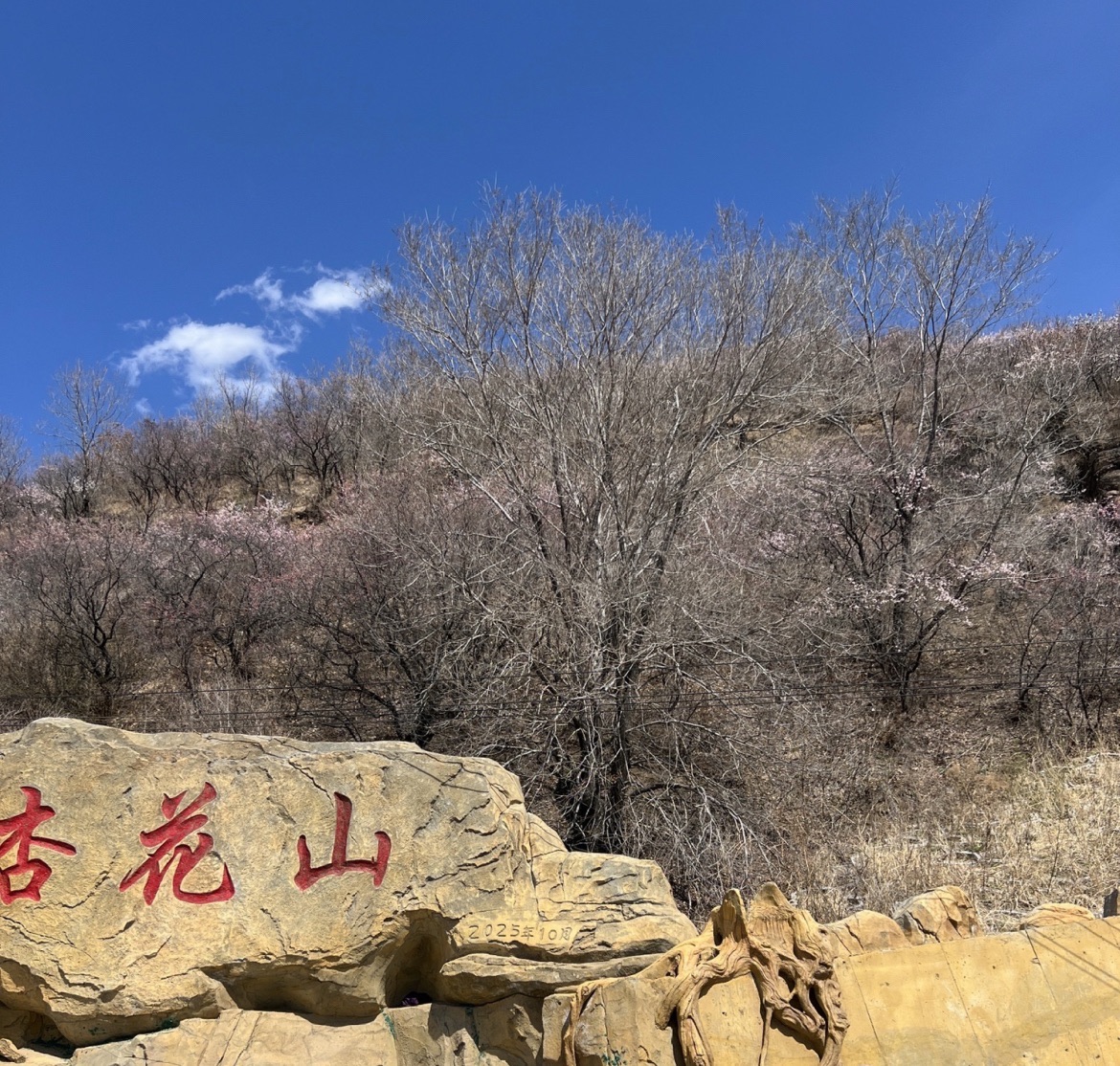 杏花山