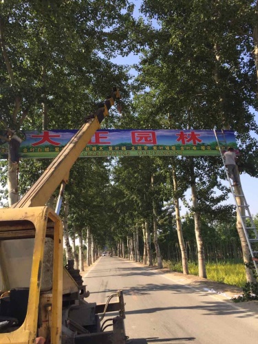 定州市大正园林园林绿化工程有限公司