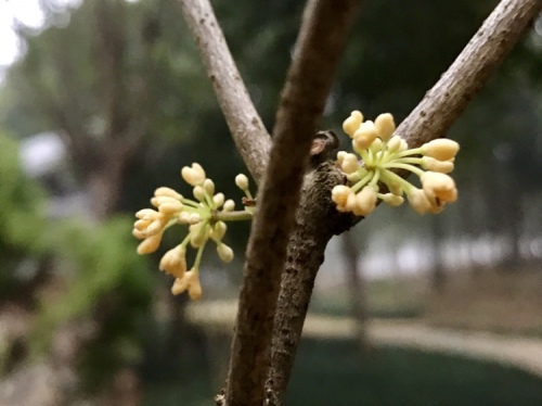 中华桂花文化园旅行图片 1