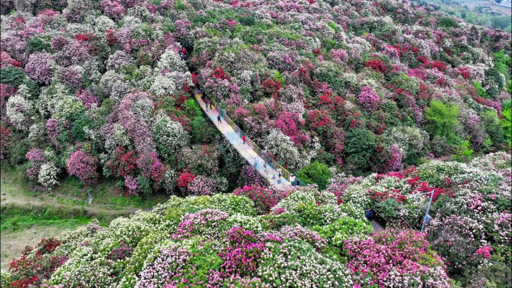 百里杜鹃普底景区景点图片