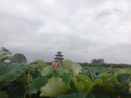 荷美人间旅行图片 1
