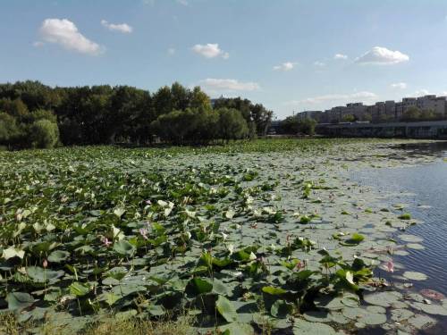 绿园区电影城荷花池旅行图片 1