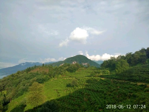 蒙顶山老川茶观光园旅行图片 2