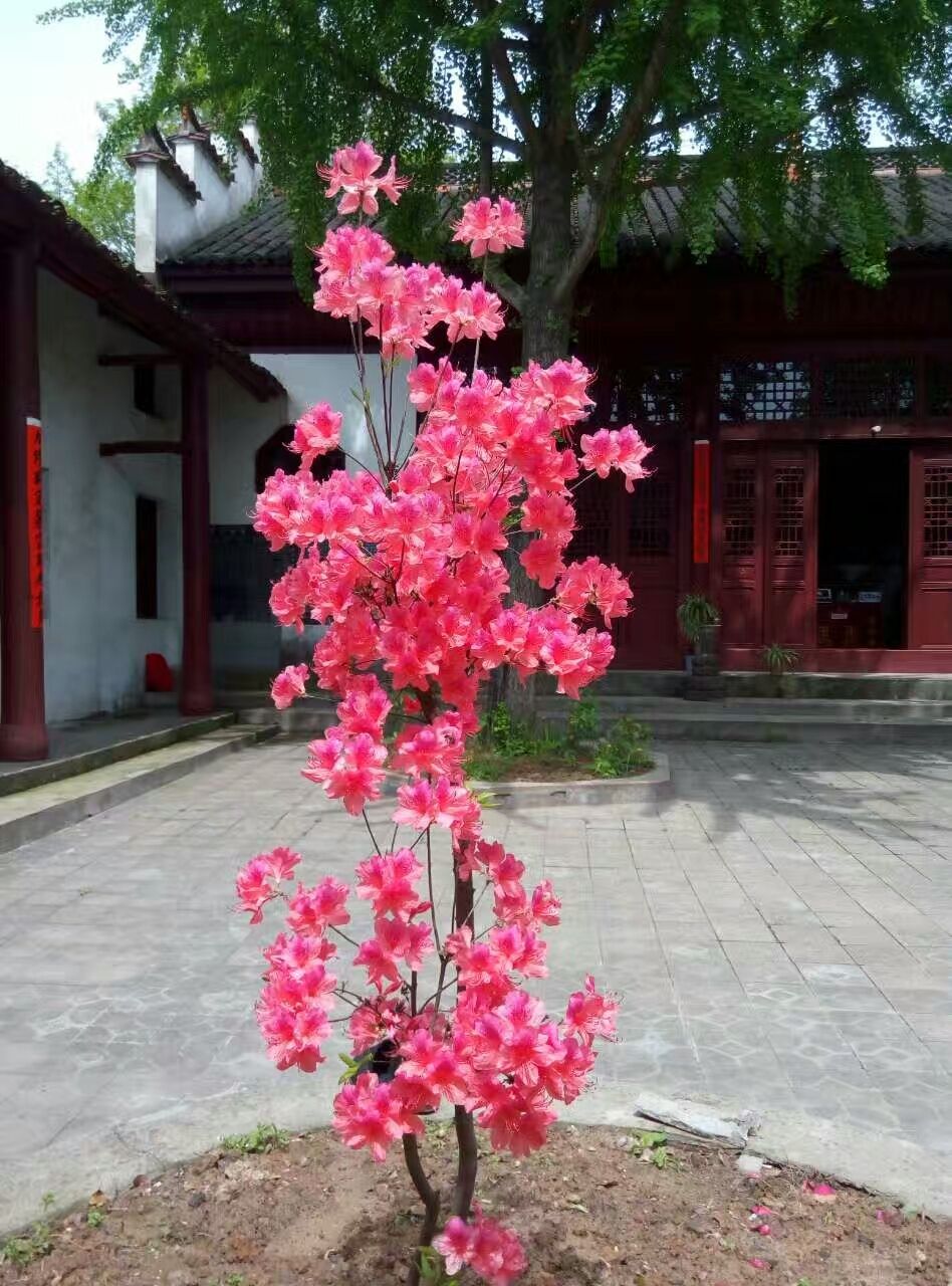 净土寺实景照片