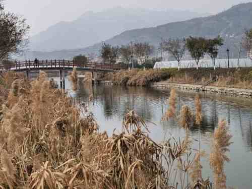 大乌石村滨水樱花园旅行图片 3