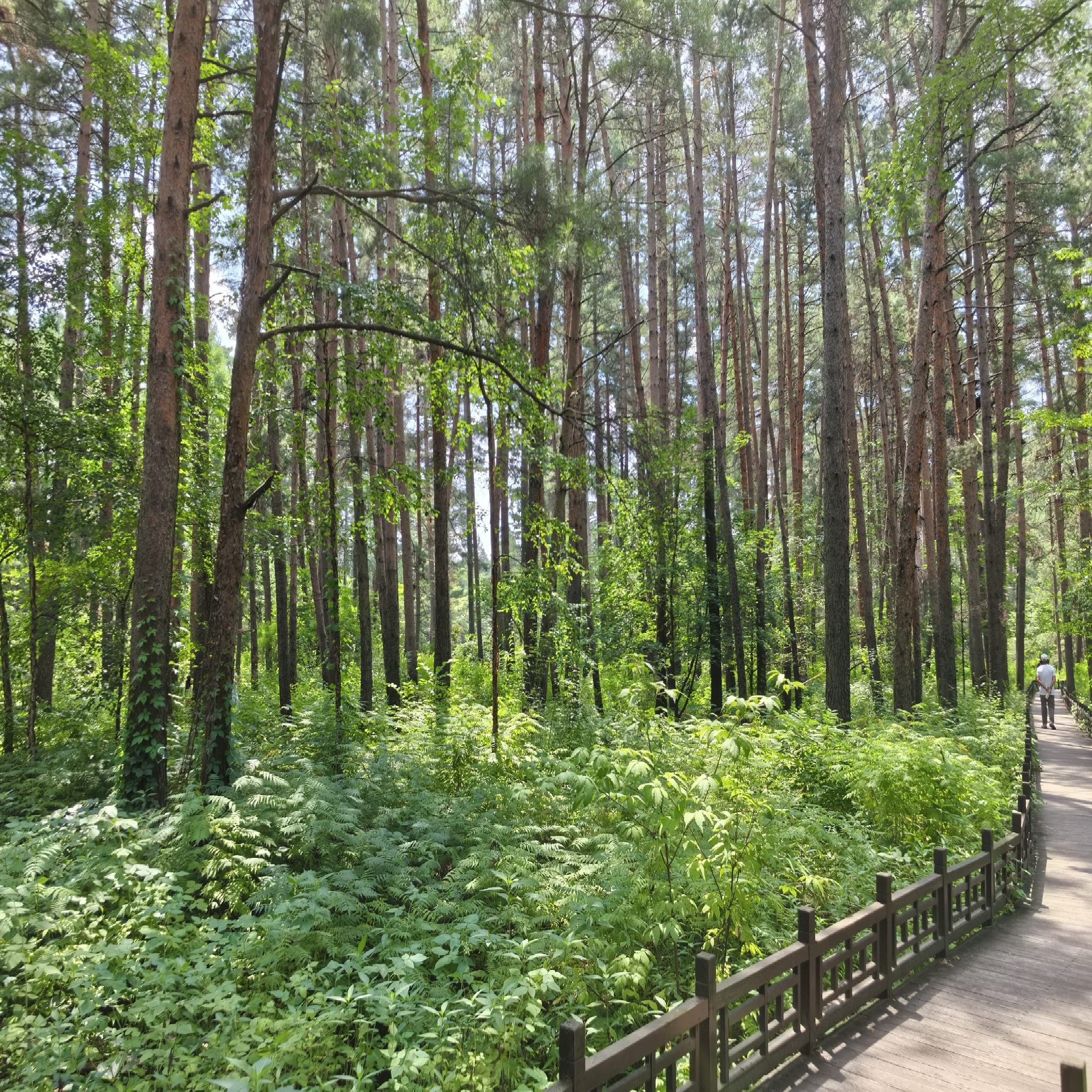 Beauty Pine Forest Park