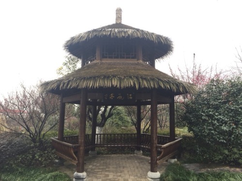杏花人家旅行图片 2