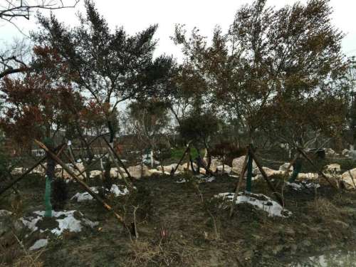 黄杨植物园旅行图片 3