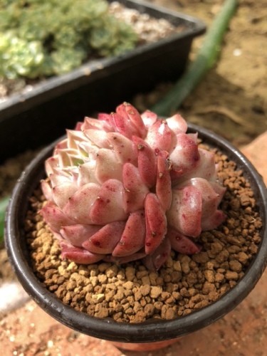 天天多肉植物园旅行图片 2