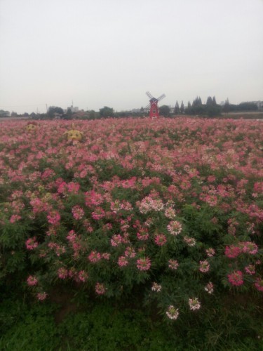 湿地公园旅行图片 1