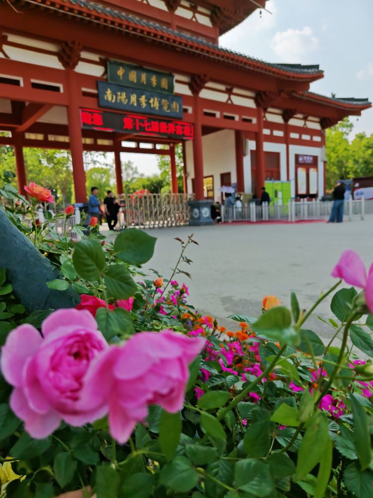 中国月季园景点图片