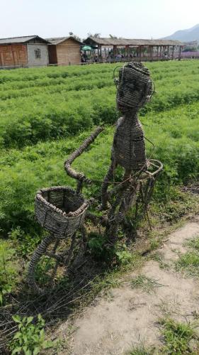 白马村上合花海旅行图片 3
