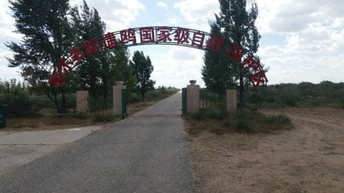 鄂尔多斯遗鸥国家级自然保护区旅行图片 1